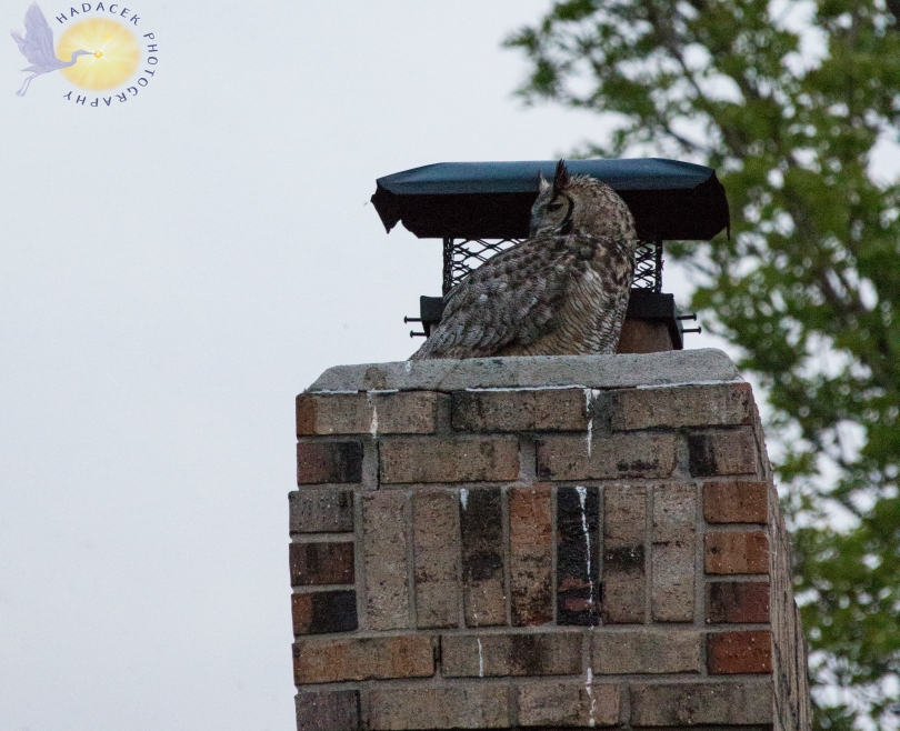 female great horned owl