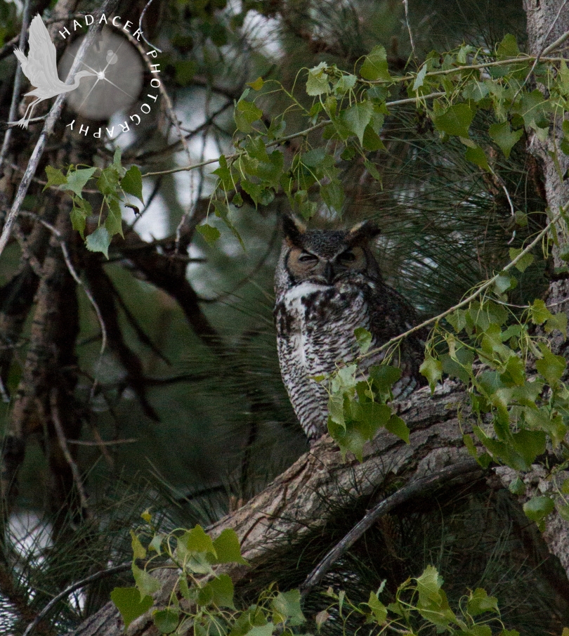 female great horned owl