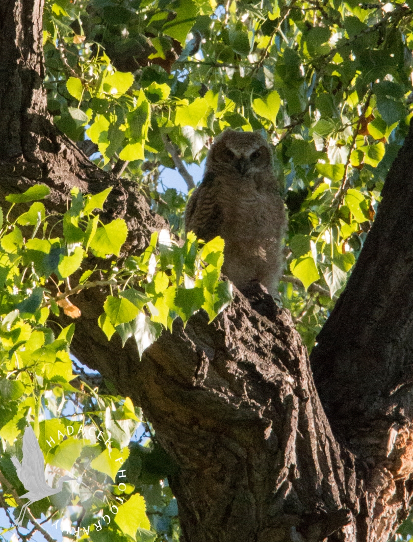great horned owlet