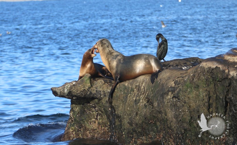sea lions