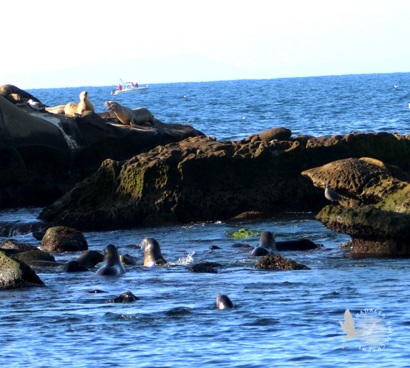 sea lions