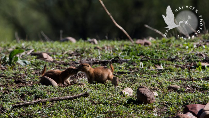 prairie dog kiss