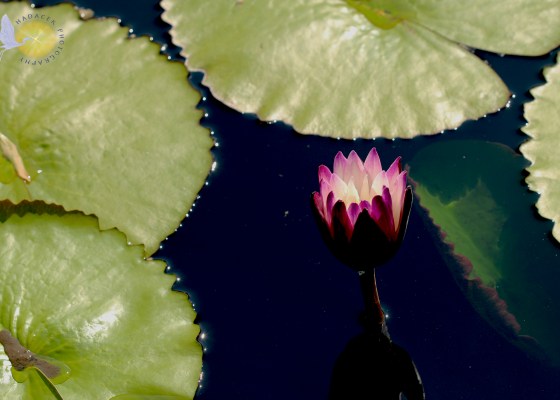fuchsia water lily