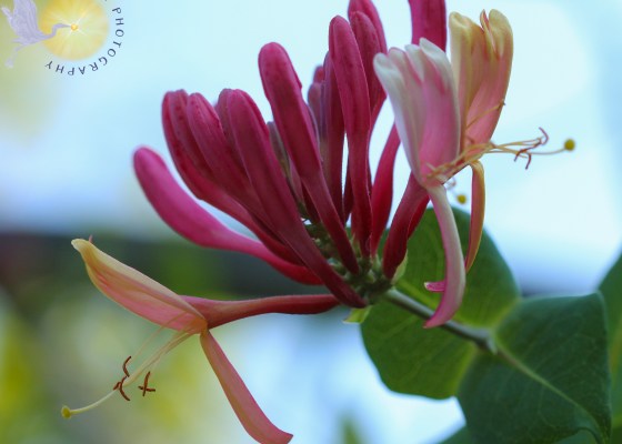 honeysuckle