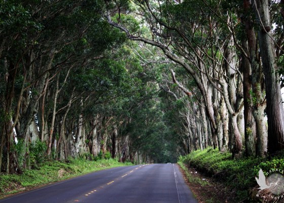 tree tunnel
