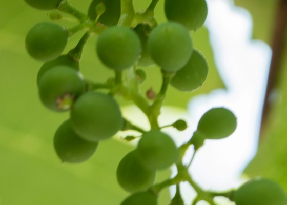unripe grapes, immature grapes, green grapes