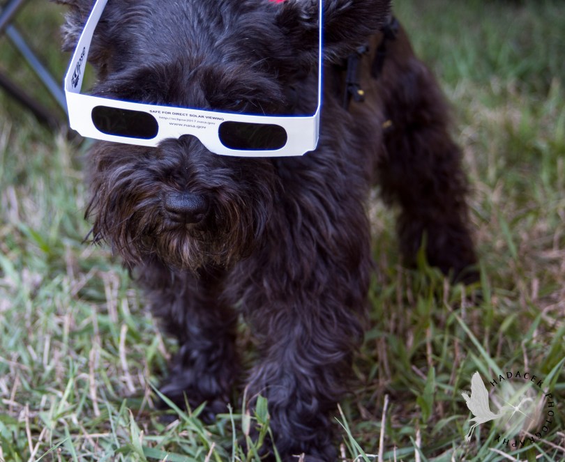 dog in eclipse glasses