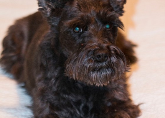 black schnauzer mix dog