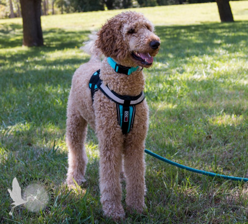 apricot standard poodle