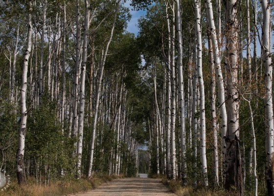 Aspen Alley, Wyoming