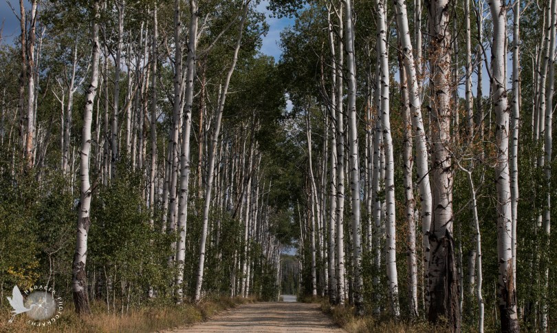 Aspen Alley, Wyoming