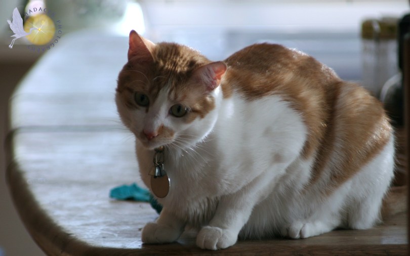 orange and white cat