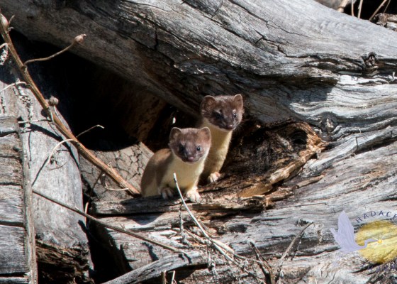 long-tail weasel couple