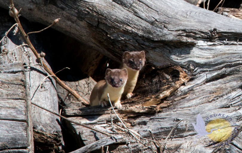 long-tail weasel couple