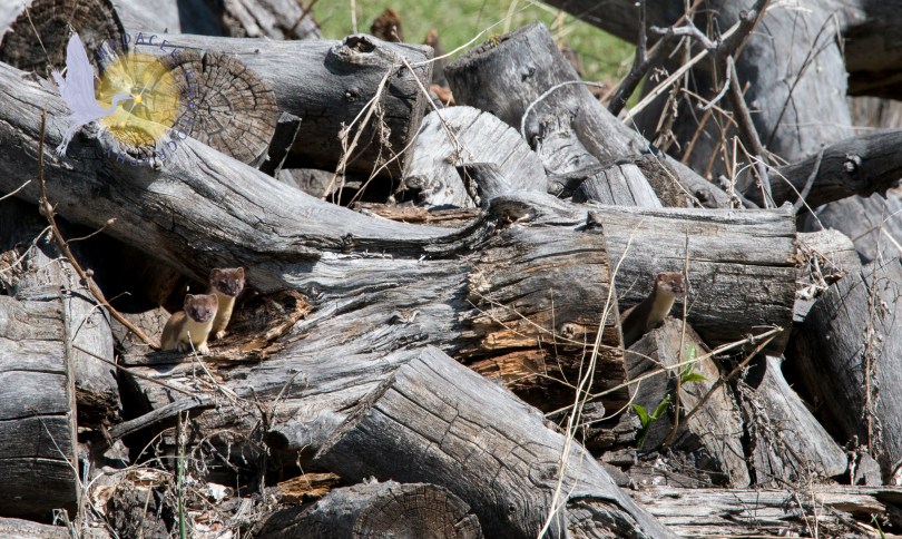 long-tailed weasels
