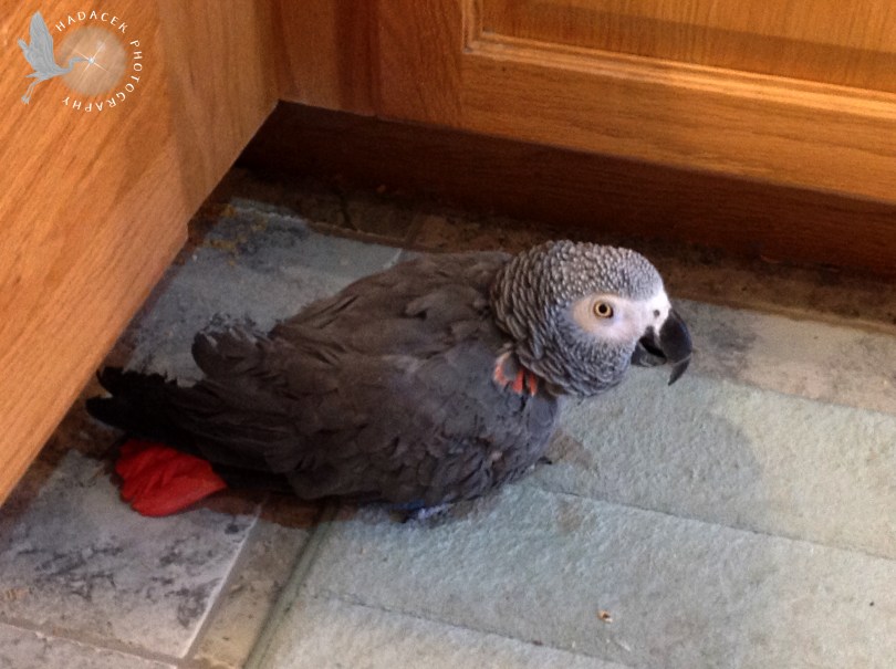 african grey parrot