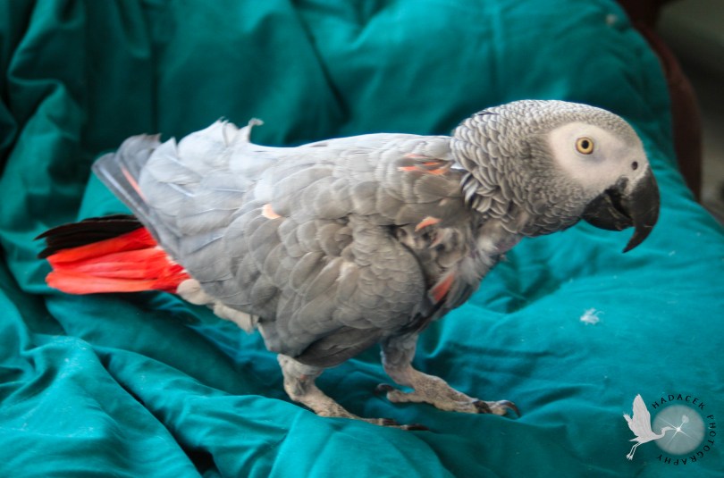 African grey parrot
