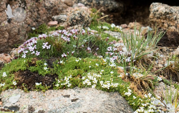 alpine flowers