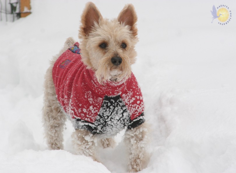 silky terrier in snow