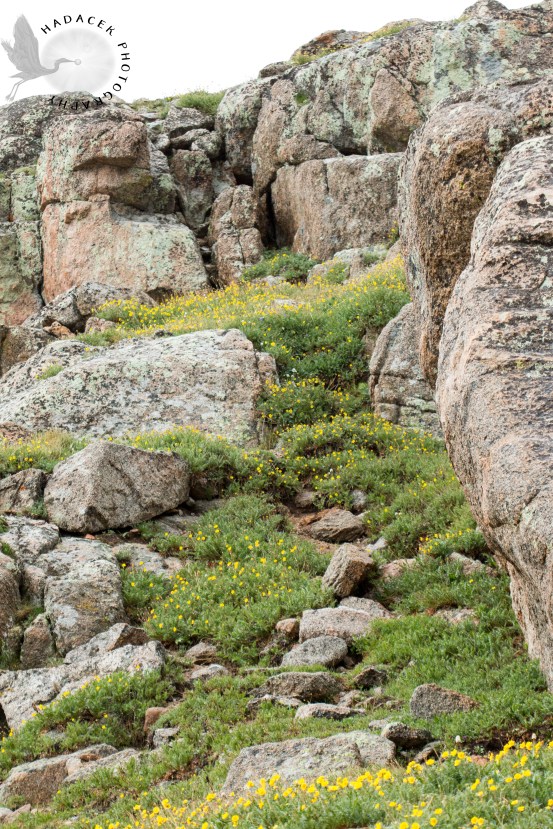 alpine flowers, granite rocks