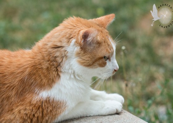orange and white cat