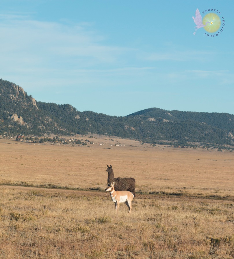 antelope and llama