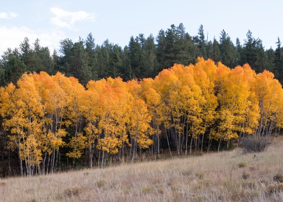 Gold aspens