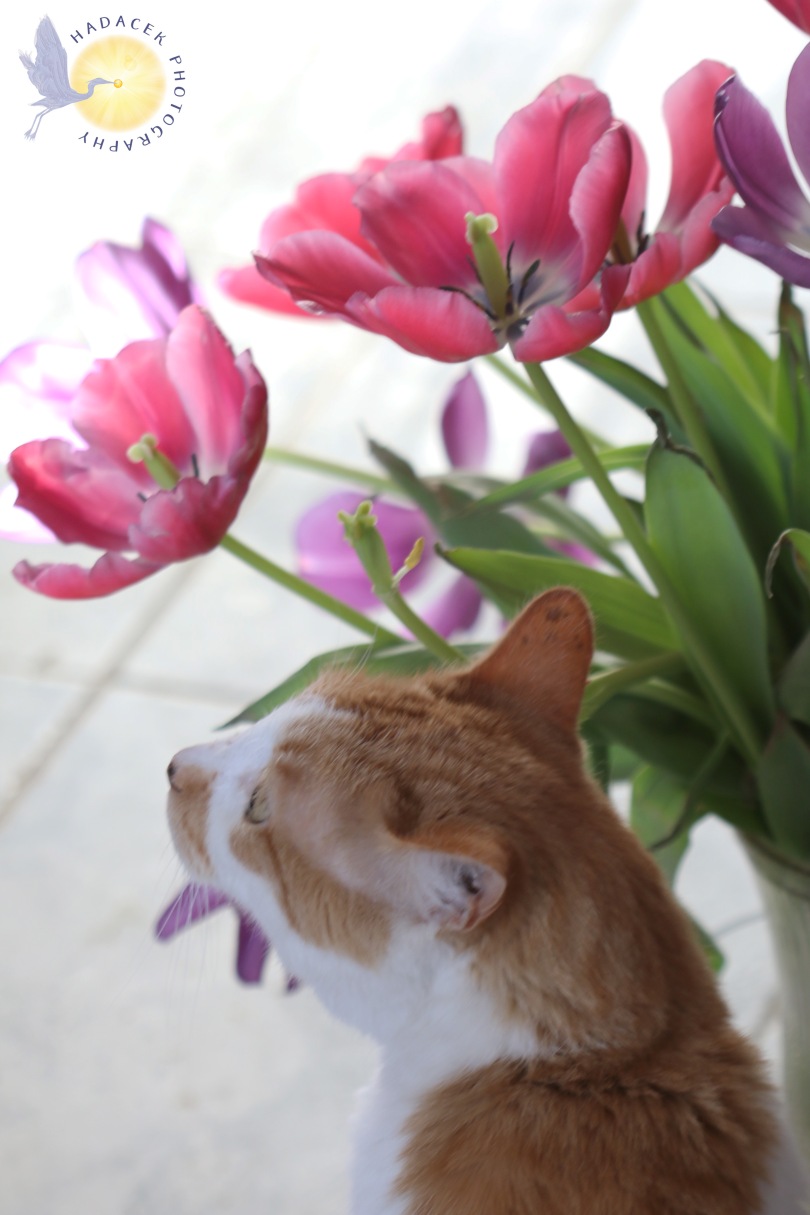 orange and white cat with pink tulips