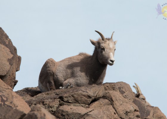 mountain goat