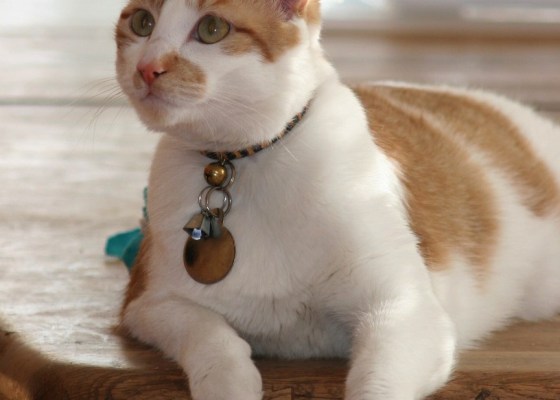 Orange and white cat