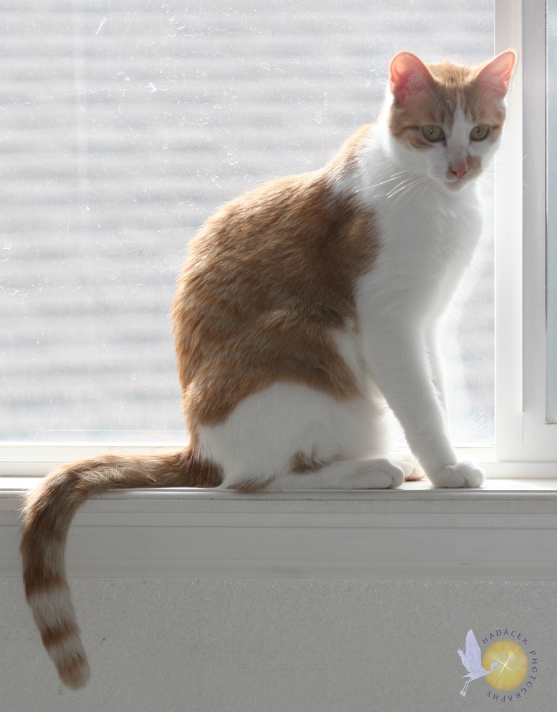 orange and white cat in a window