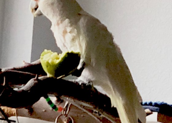 goffin's cockatoo, white parrot
