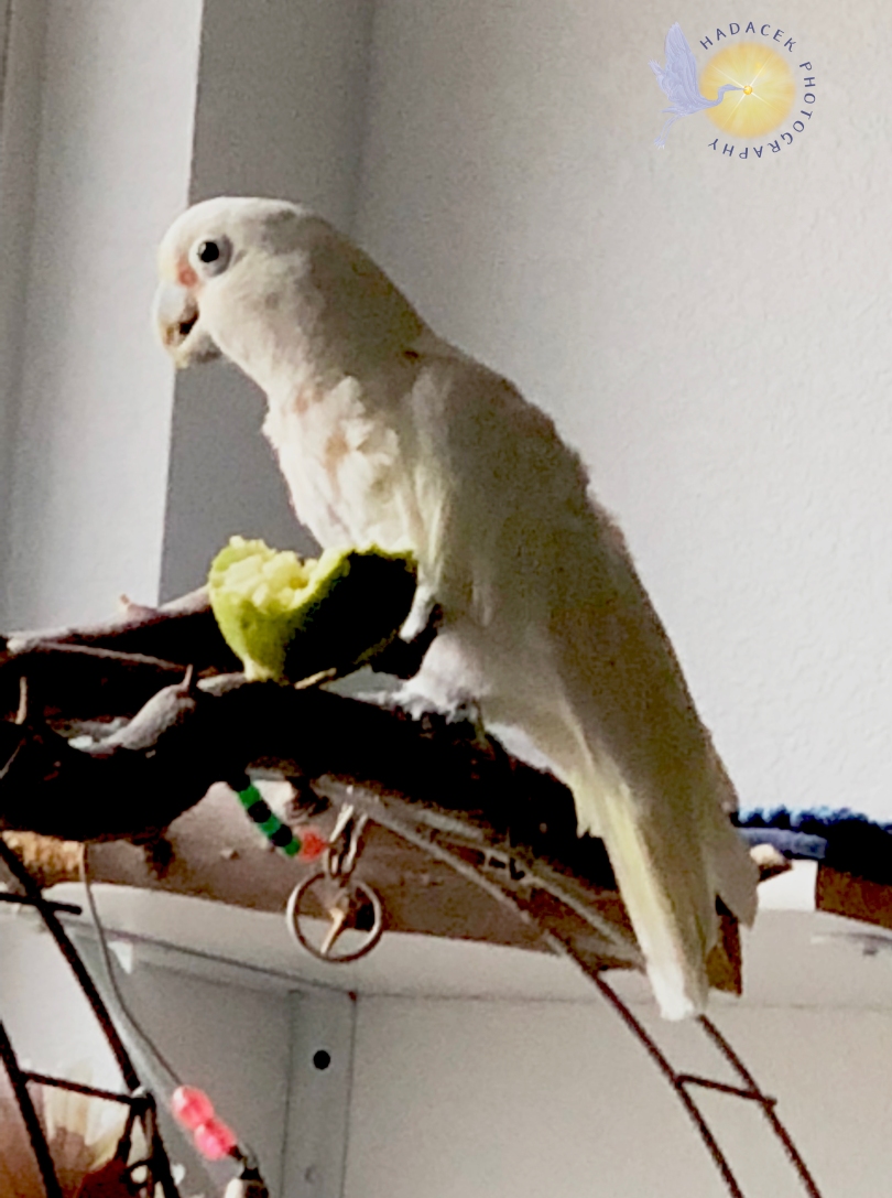 goffin's cockatoo, white parrot