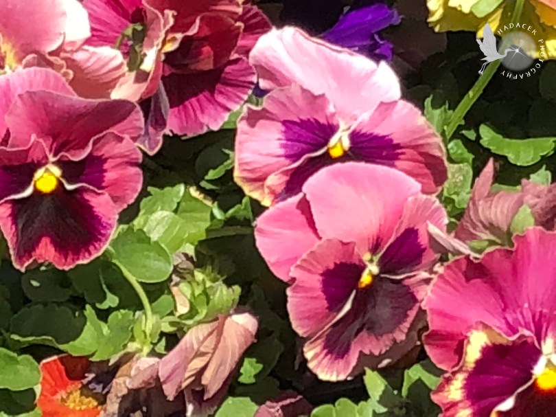 pansies