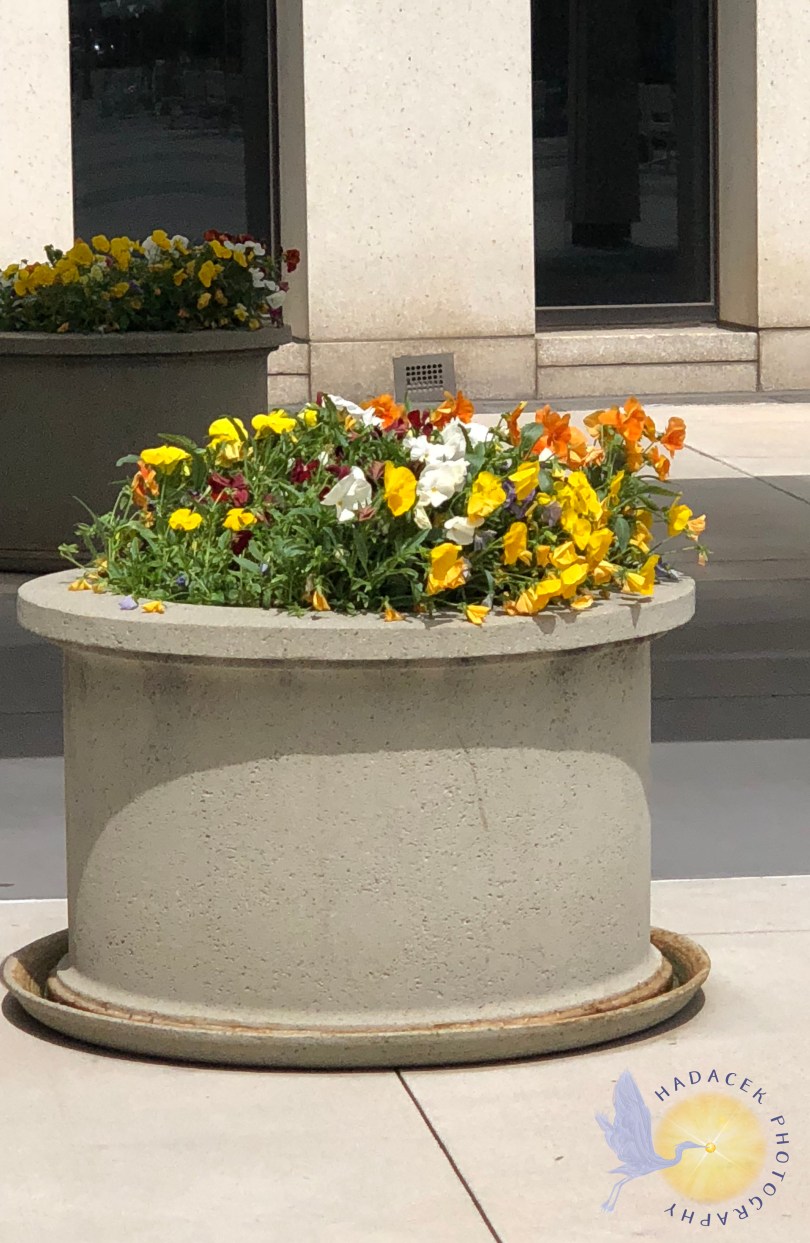 planter of pansies