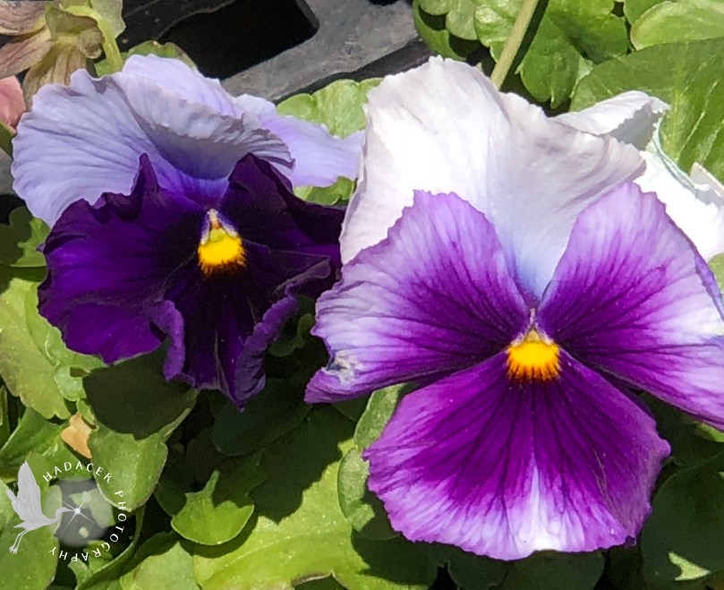 purple pansies