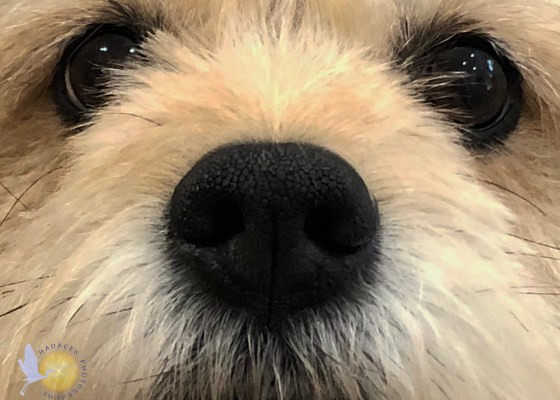 dog's nose