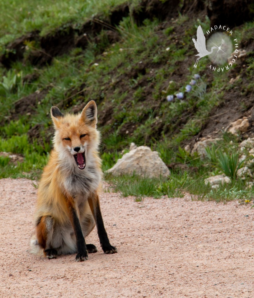 Fox yawning