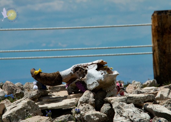 buffalo skull; Bighorn Medicine Wheel offering