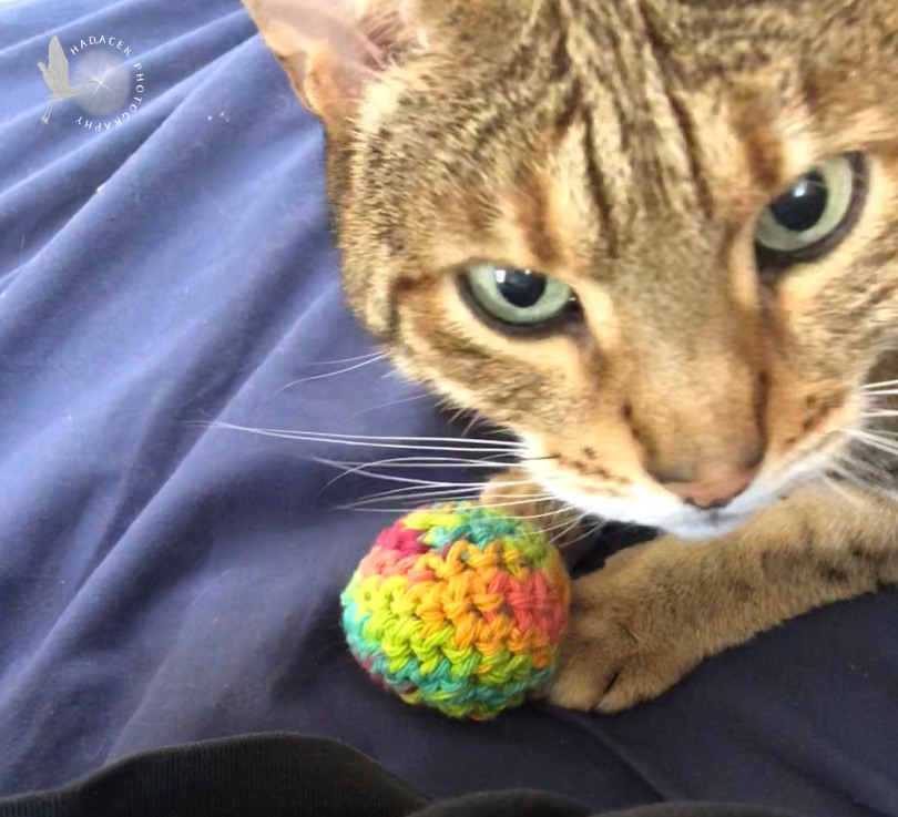 cat with ball