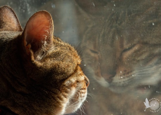 Cat and reflection
