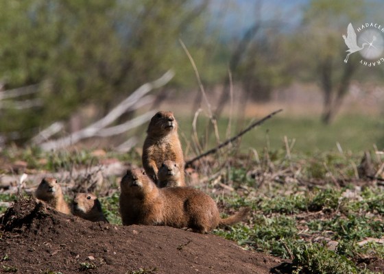 prairie dogs