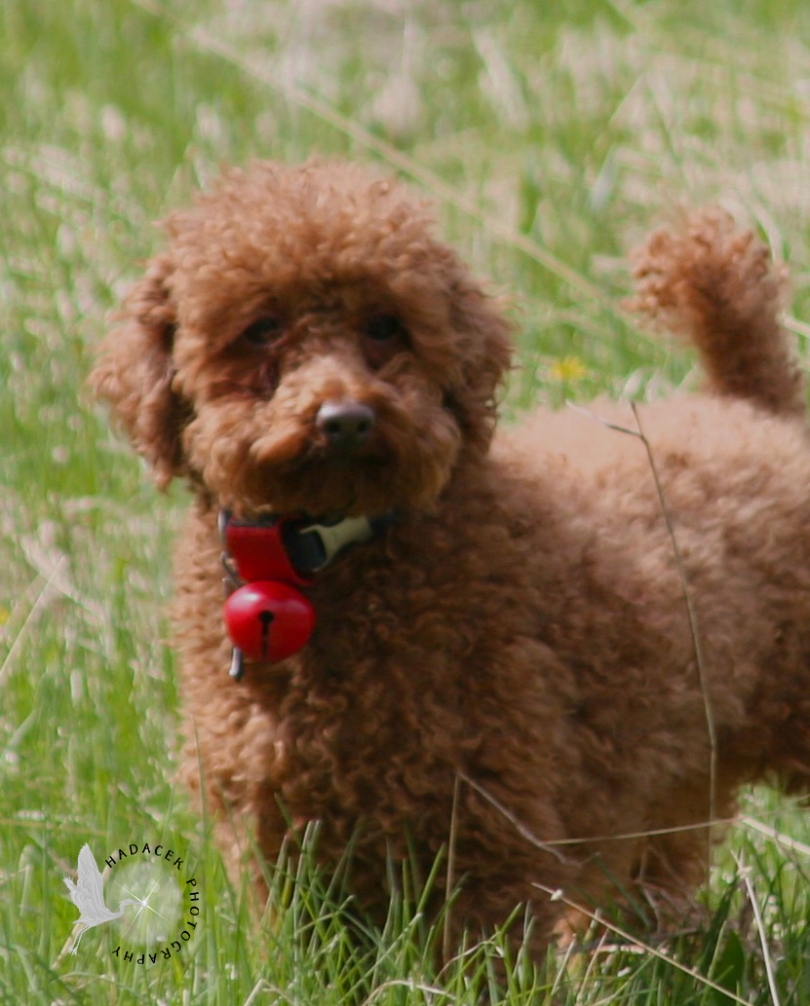 red poodle