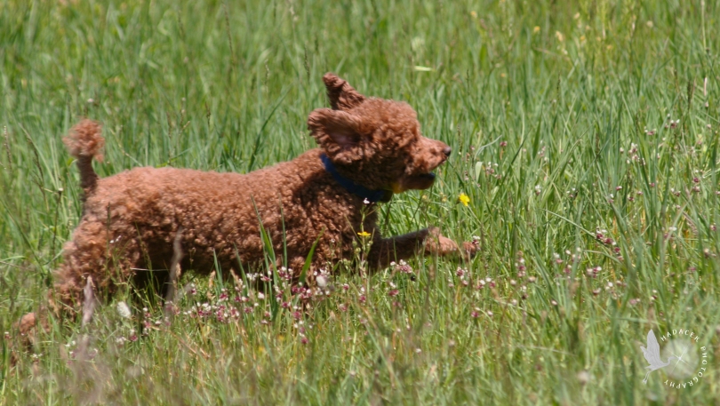 running dog, red poodle