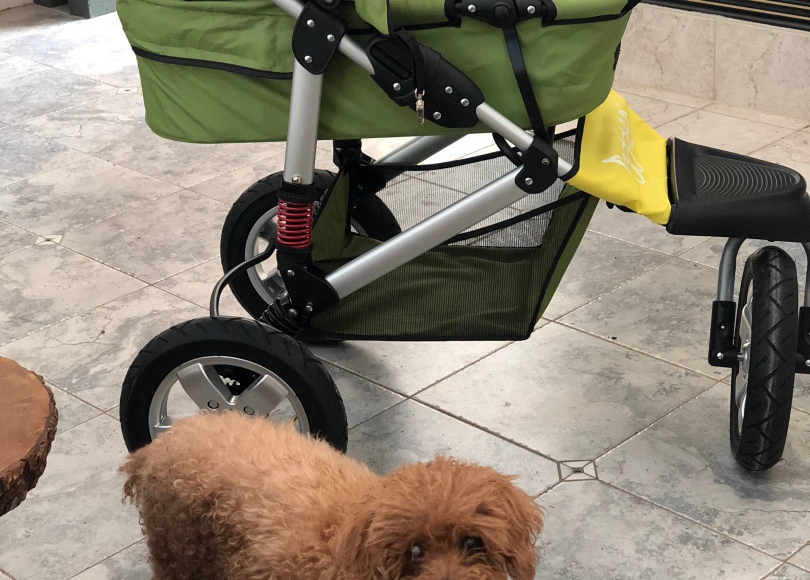 dog stroller and dog