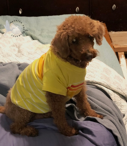 dog in shirt