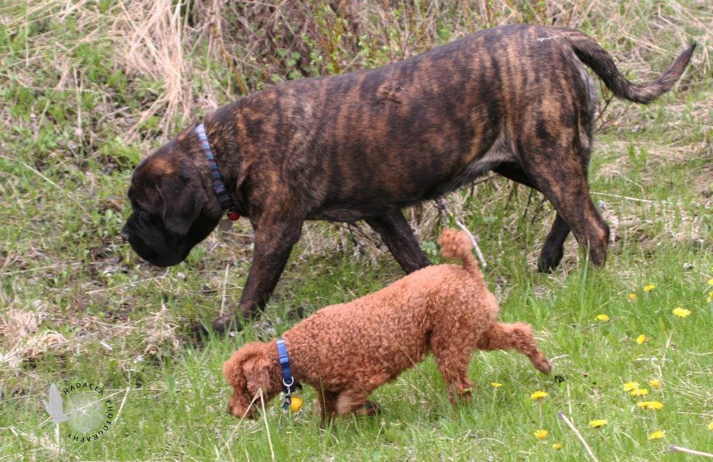red miniature poodle; brindle mastiff; big and little dogs