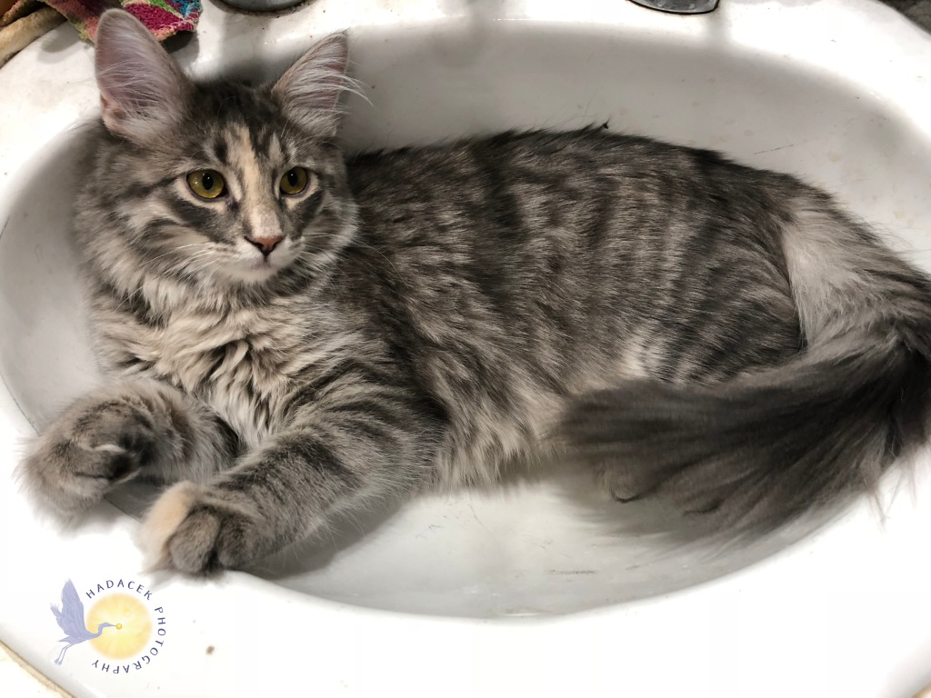 cat in sink