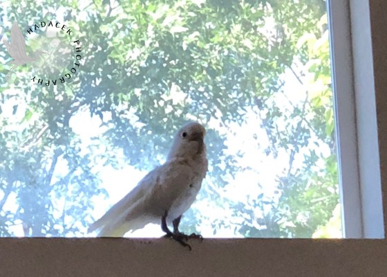 Goffin's Cockatoo