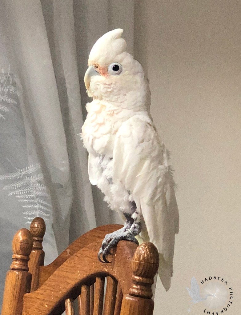 Goffin's cockatoo, parrot crest